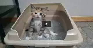 Little Kitten Learning To Use Litter Box Has Some Great Moves!