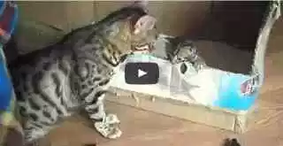 Bengal Mother Cat Talking to Her Kitten! How Adorable!