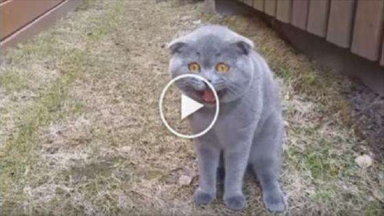 Cute Cat Arguing With Her Human. Incredible Video