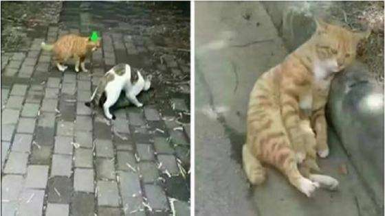 Husband Cat Found Wife Has Cheated, His Reaction Leaves People Heartbroken Once Again!