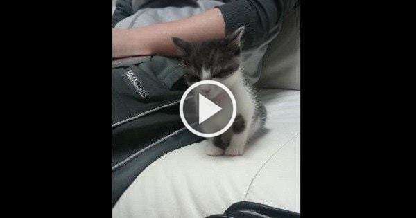 Cute Kitten Didn`t Want To Sleep Alone, So Look What He Does!