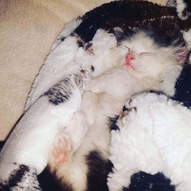 Groomer Raises a 2-day-old Kitten Like Her Own 2