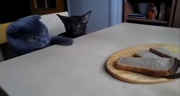 These Two Kitties Are Conspiring a Plot to Steal Their Human’s Bread