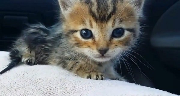Abandoned Kitten Not Able to Use Her Hind Legs