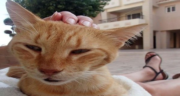Island Cat Bonded with Kind Woman Who is Determined to Save Him