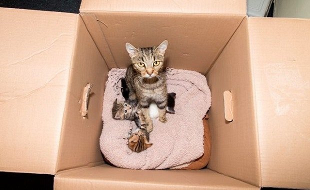 Family of Kitties Found Discarded in a Box