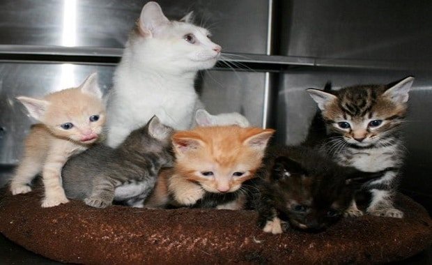 Rescued Stray Cat Gives Birth to Three Kittens But Ends Up with Six Babies!