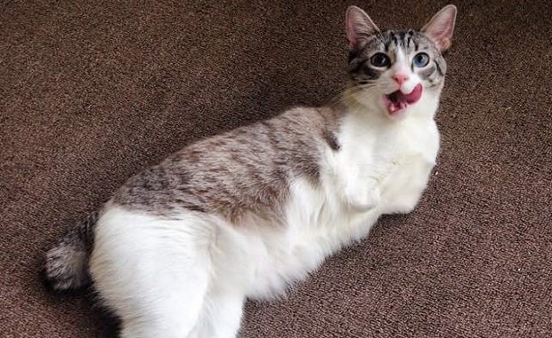Cat Born with Two Front Nubs And How Proud She Is Of Them – WATCH HER VIDEO