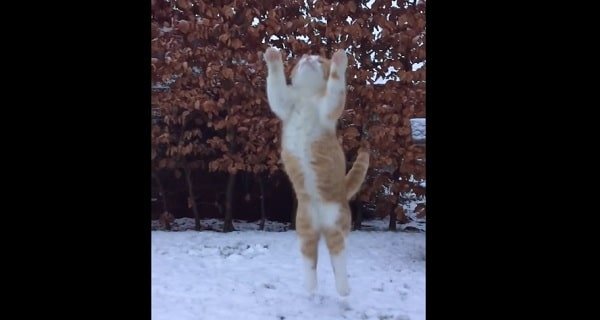 Swakke the Cat Catches Snowball in Slomo