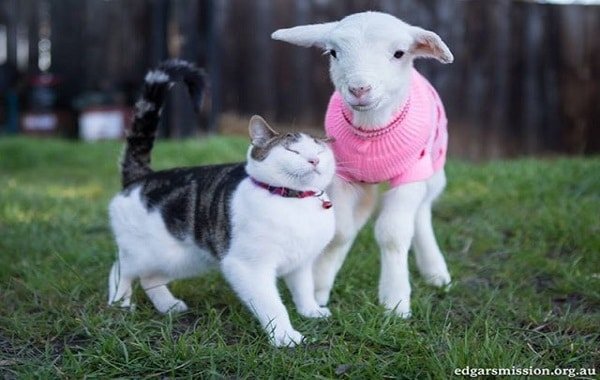 Stitch the Rescue Kitten Takes Care of Sick Farm Animals