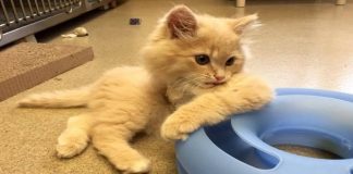 Kitty With Tragic Disability not Letting it Hold him Back From Loving Life