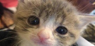 Man Who Admittedly Didn't Like Cats. What Changed Him?