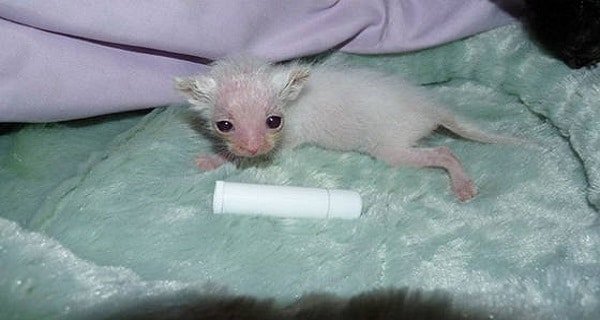 Kitten no Bigger Than A Tube Of Chap-stick Found Deserted in Bushes