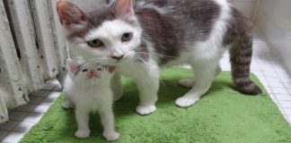 Rescue Mama Cat and Her Babies Help a Tiny Motherless Kitten