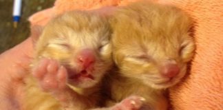 Wounded Mama Cat Hung on Just Long Enough to Make Sure Her Babies Were Safe