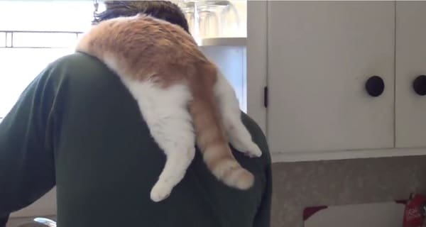 Cat Supervises Human as he Does His Daily Chores