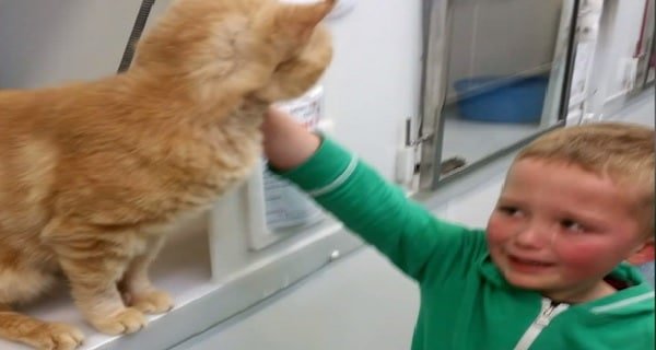 Boy Finds Long-Lost Cat at Shelter