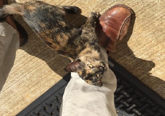 STRAY TORTIE CHOSES HER HUMAN OUTSIDE FACTORY DOOR