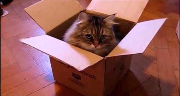 Cats in Boxes Compilation | Cute cats playing | 2015