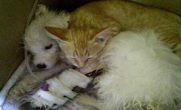 Everyone Had Given Up Hope On This Poor Dog, But The Kitty Didn’t