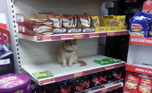 Meet the Cat Who Chose The Shelf In A Store To be His Forever Shelf?