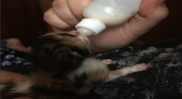 Hours Old Calico Kitten Trying to Cross Busy Road Alone