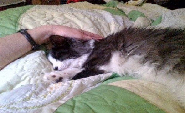 Kitten Rescued From Euthanasia Changes from Fearful Kitten to Happy Affectionate Cat