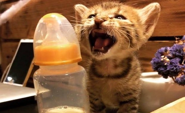 Kitten Saved from Typhoon Now the Official Greeter at Restaurant