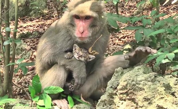 Monkey Known For His Love Of Saving Stray and Abandoned Cats