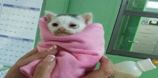 Little Derby's Rescue Journey