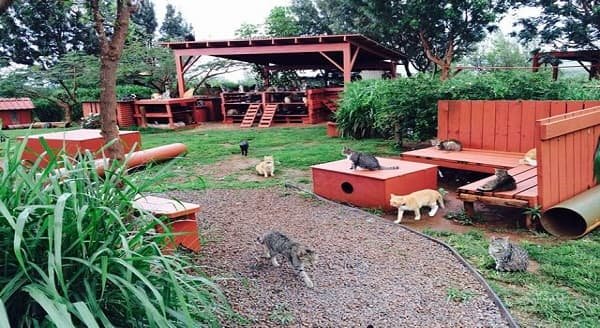 Open-air Cat Sanctuary Home to 370 Kitties in Hawaii 1
