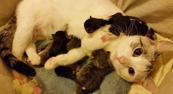 Pregnant Stray Cat Begs a Family to Help Her in Her Hour of Need