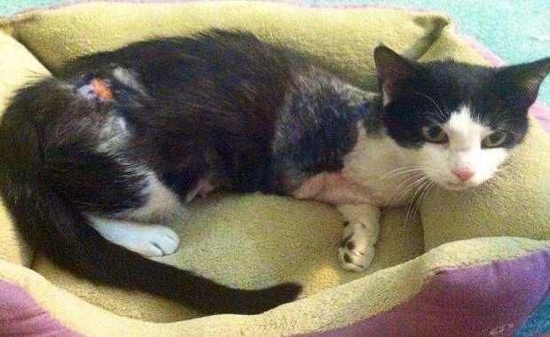 Cat Who Lost Her Leg at a Steel Factory, Then and Now, Be Inspired!