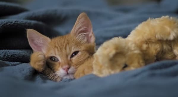 New “Dear Kitten” Videos Just Released by Friskies and Buzzfeed