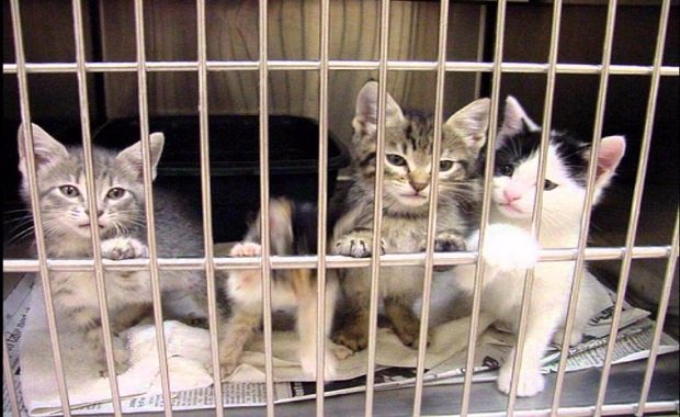 Woman Admits to Neglecting Pet Cats and Birds