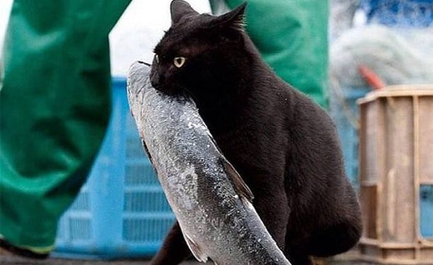Fish-flavored Cat Food Could Contribute to Feline Hyperthyroidism, Scientists Suggest
