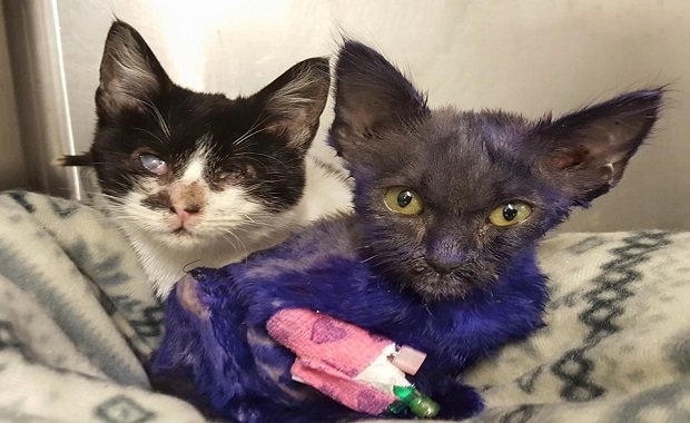 A Kitten Called Wanda, and Her Brand New BFF