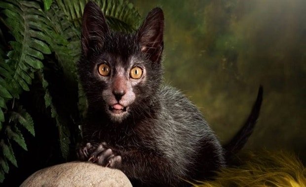 Breeders develop a LYKOI CAT that looks like a WEREWOLF