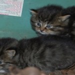 Dog and Campers Save Orphaned Kittens Hiding Under Small Boat