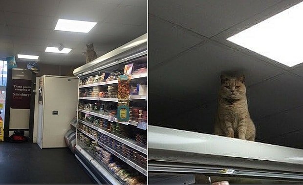 Cat Who Went Viral for Stalking Customers at a Sainsbury Store Going Viral Again