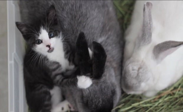 Motherless Tuxedo Kitten Raised by Family of Rabbits