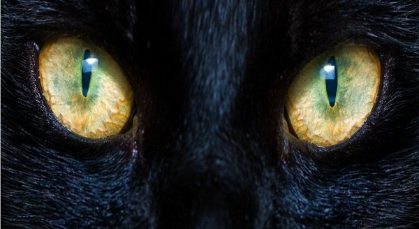 What Makes Cat Eyes So Strange Yet Mesmerizing