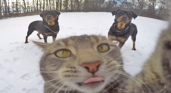 This Cat’s Selfies Are Better Than Yours Will Ever Be (PHOTOS)