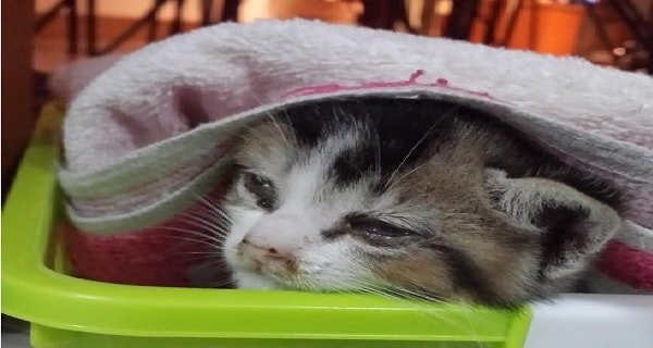 Story of a Kitten Whose Eyes Were Glued Shut, Wandering in the Middle of a Busy Street