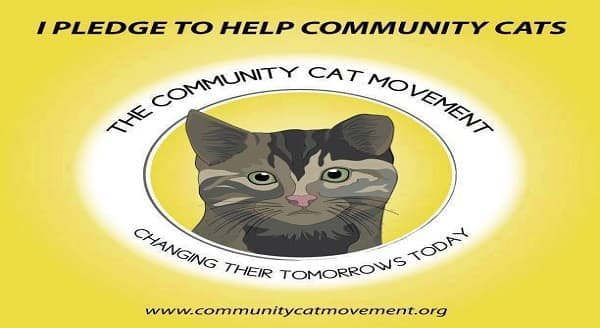 The Community Cat Movement, All You Need to Know