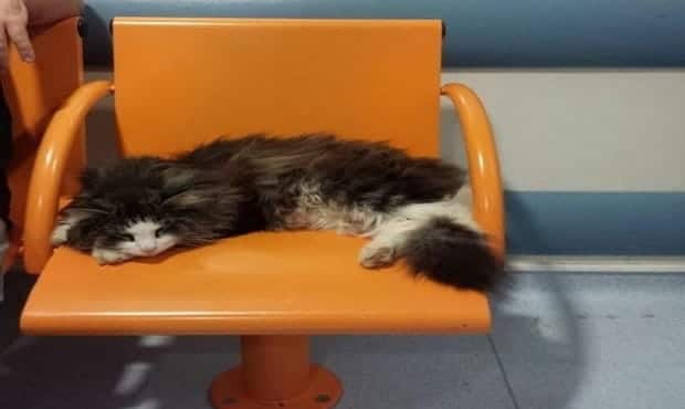 Arthur the Cat, Providing Affection and Support to Emergency Room Patients in London