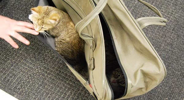 Cats Zipped in Suitcase and Deserted Animal Shelter in Maine