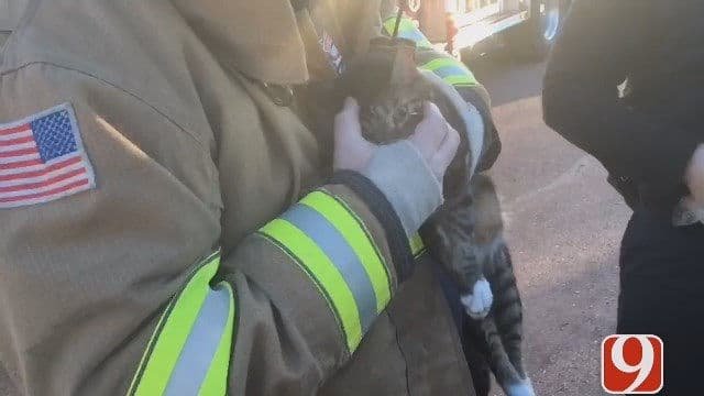 Oklahoma Firefighters Bring Cat Back To Life From Brink of Death