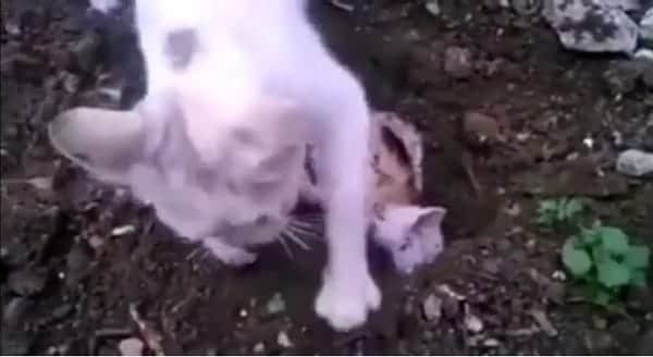 Mama Cat Does Something Remarkable For Kitten Who Didn’t Make It – VIDEO