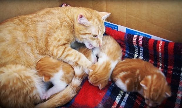 Mama Cat “Talking” To Her Babies – VIDEO